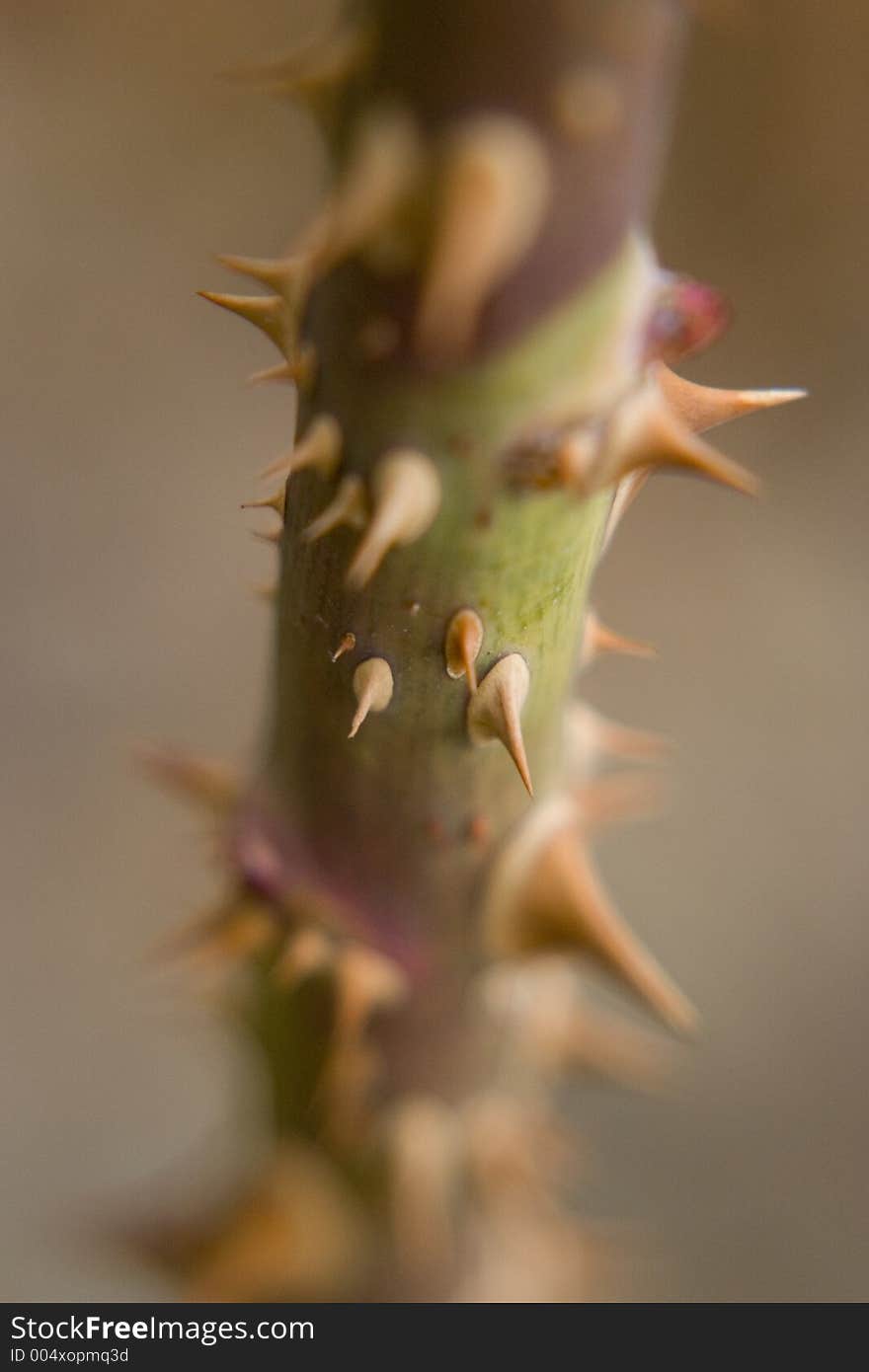 Thorns on a rose bush with a very shallow depth of field