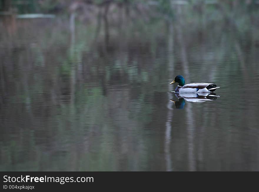 Reflection of lone duck on still water. Reflection of lone duck on still water