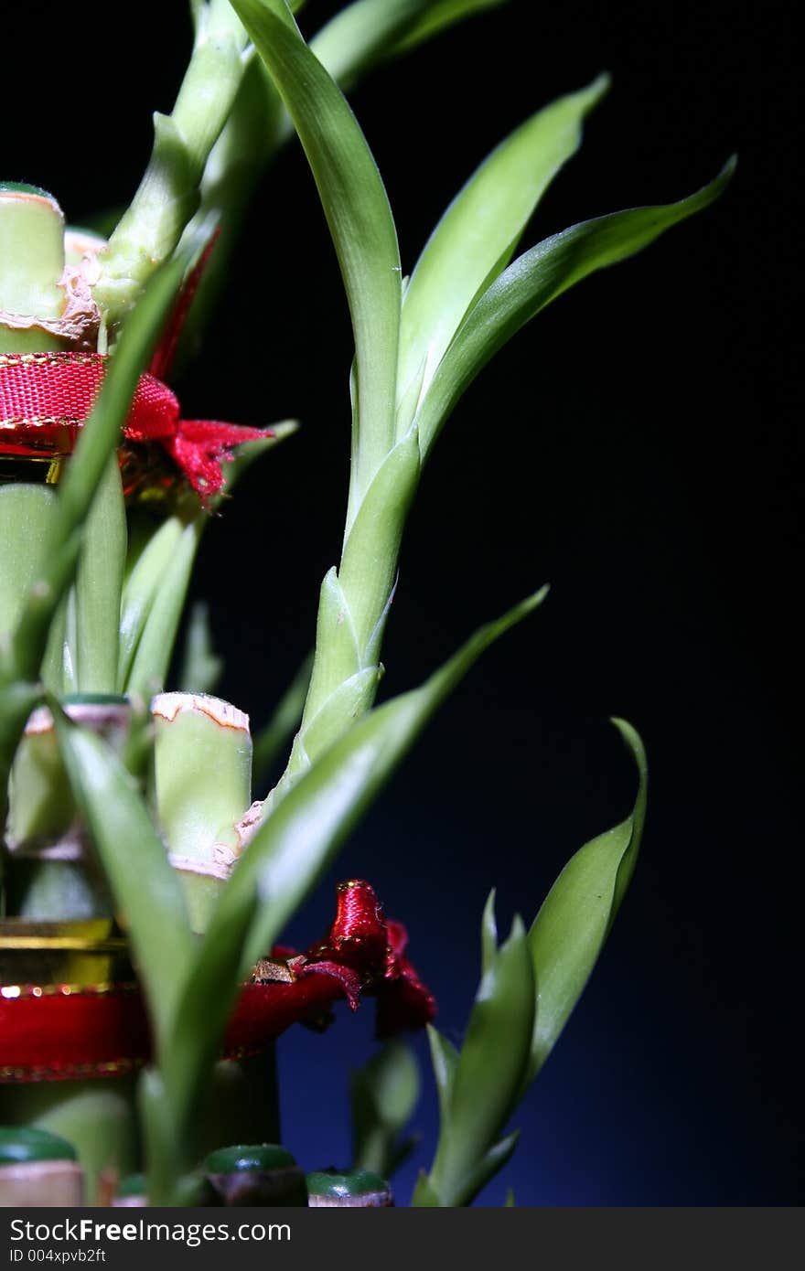 Ornamental green bamboo plant painted with light. Ornamental green bamboo plant painted with light.