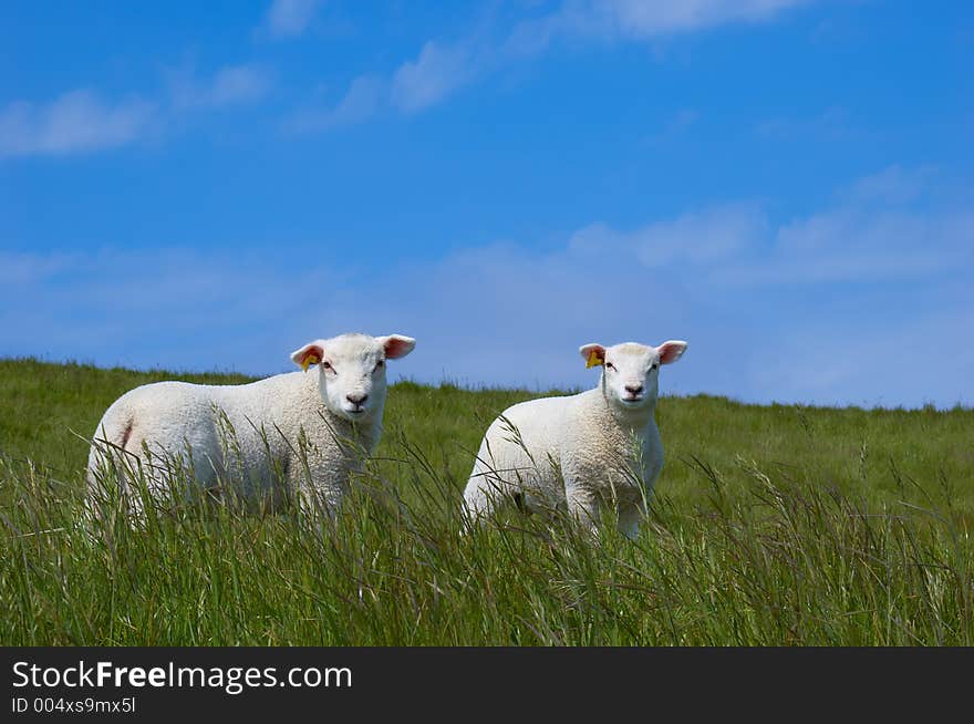 Two baby sheep with green gras and blue sky. Two baby sheep with green gras and blue sky