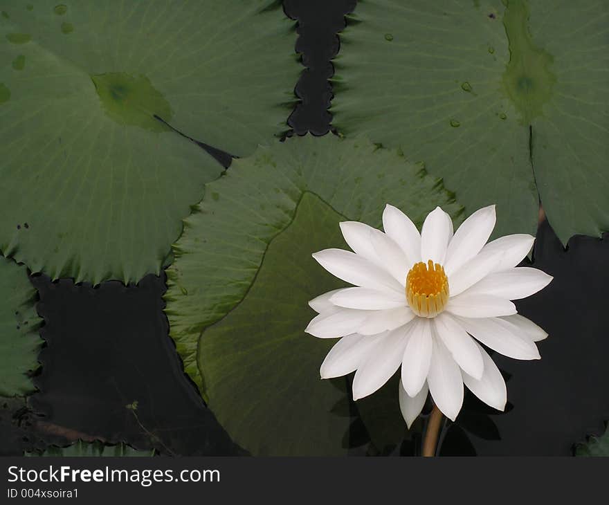 Water Lily With Leaves In Pond