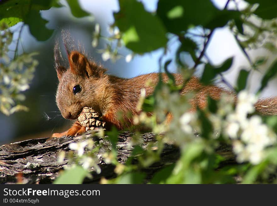 Funny squirel in three holding cone. Funny squirel in three holding cone