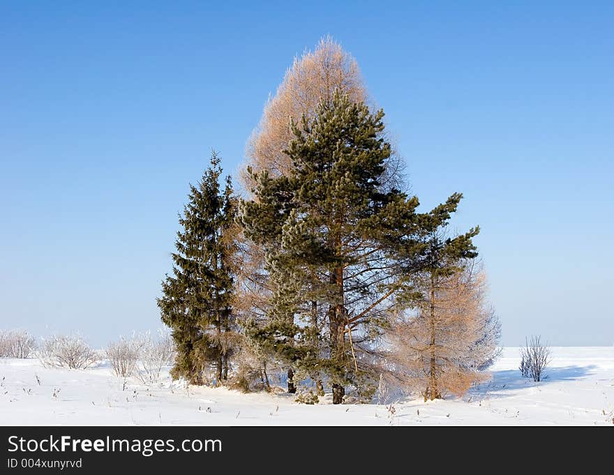 Frosten trees Whinter landscape