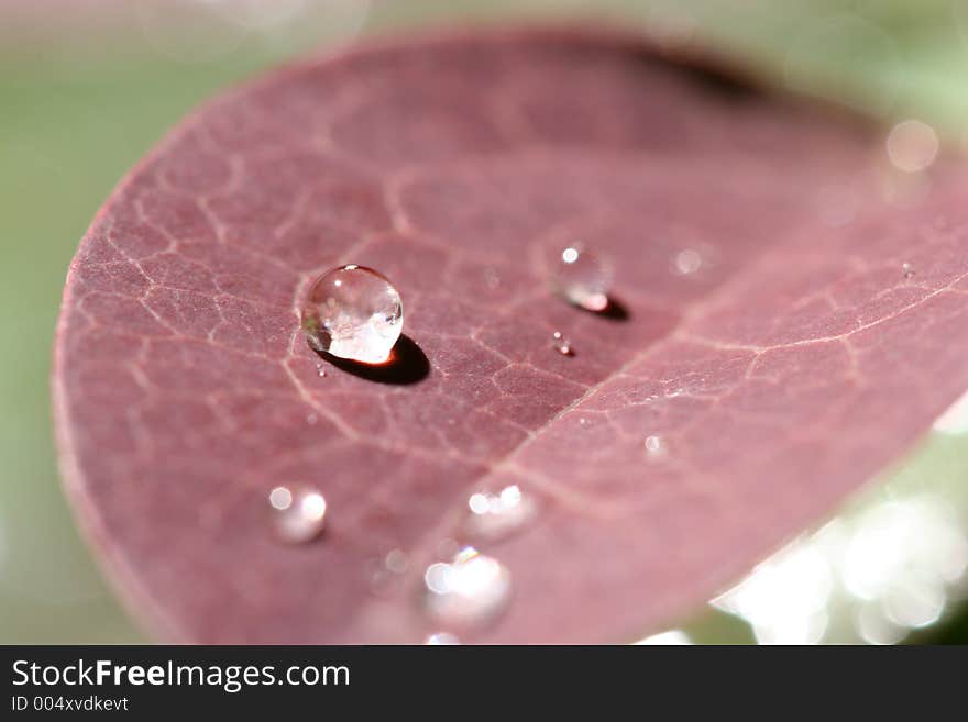 Macroshot of dewdrops. Macroshot of dewdrops