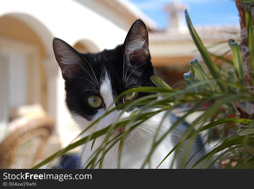 Cat in palm. Cat in palm