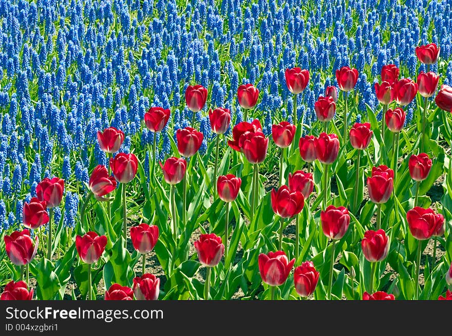 A beautiful red and blue bed of flowers