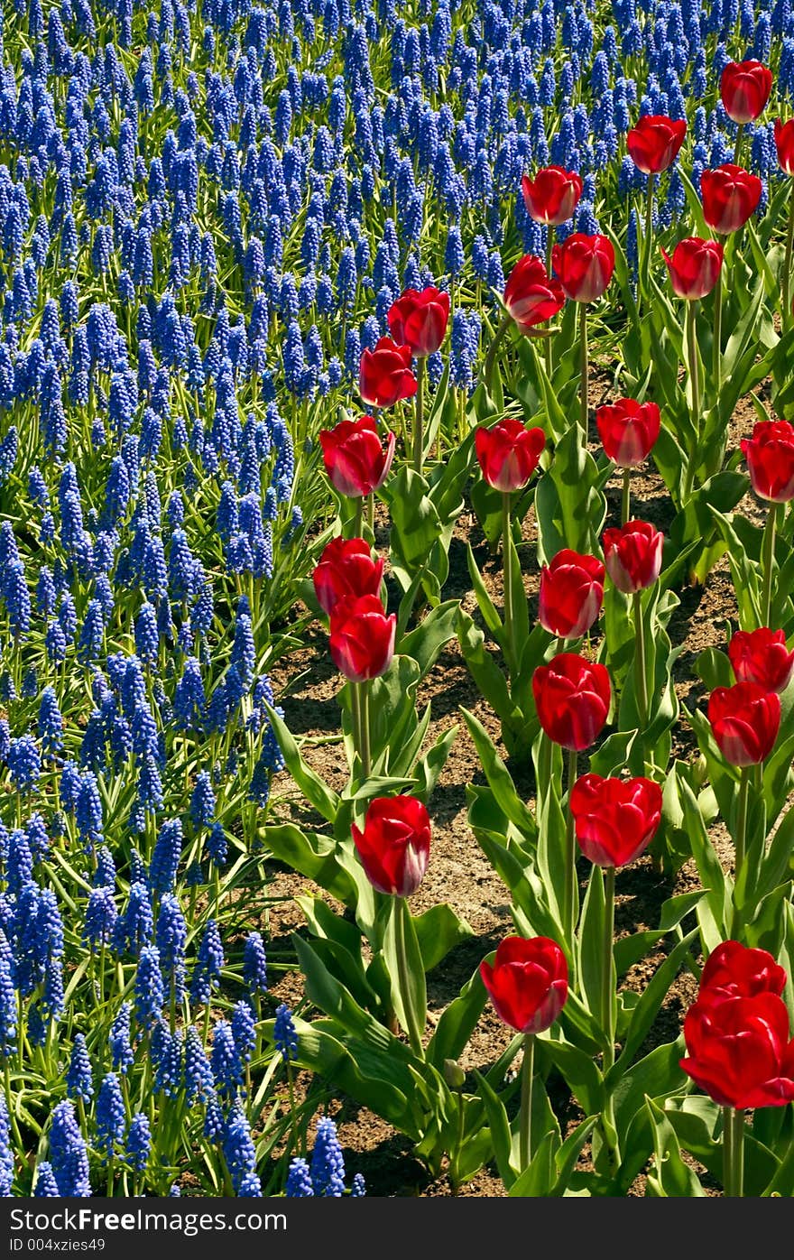 Red and purple flower bed. Red and purple flower bed