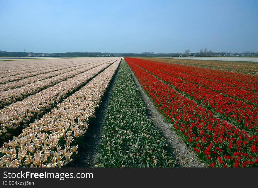 Flowerbeds In Spring