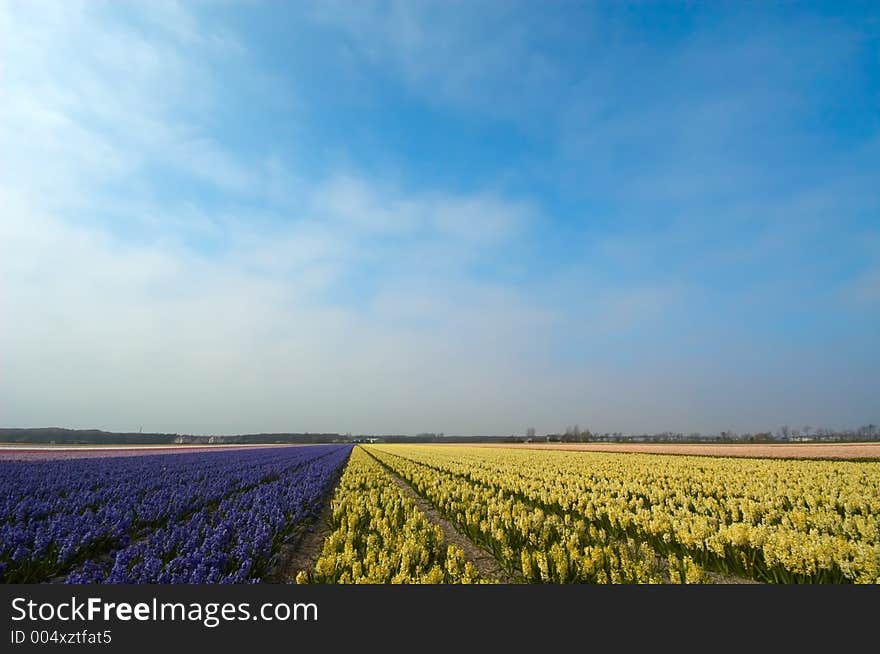 Yellow And Purple