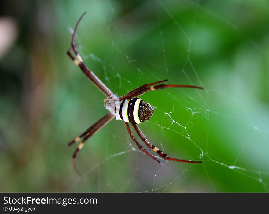 St Andrew s Cross Spider