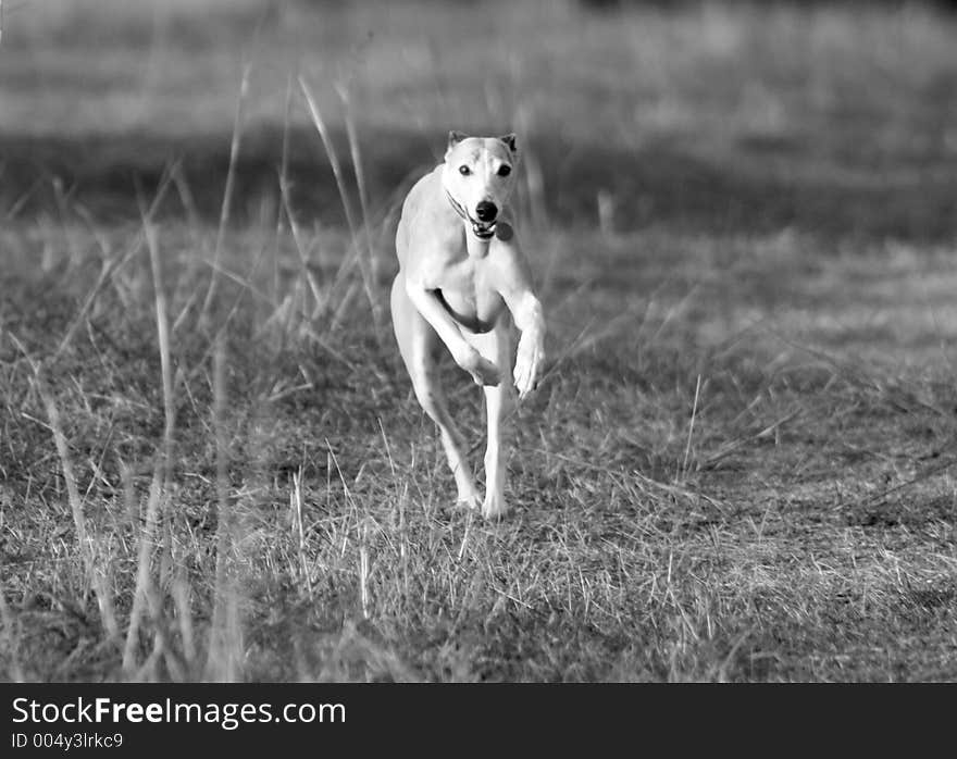 Whippet Running