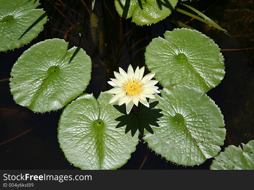 Lotus with pads, on a pond