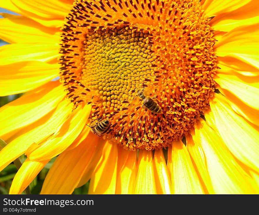 Two bees on a sunflower, very bright and yellow