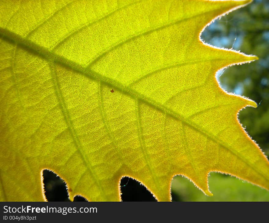 Platan leaf detail. Sun behind. Platan leaf detail. Sun behind.