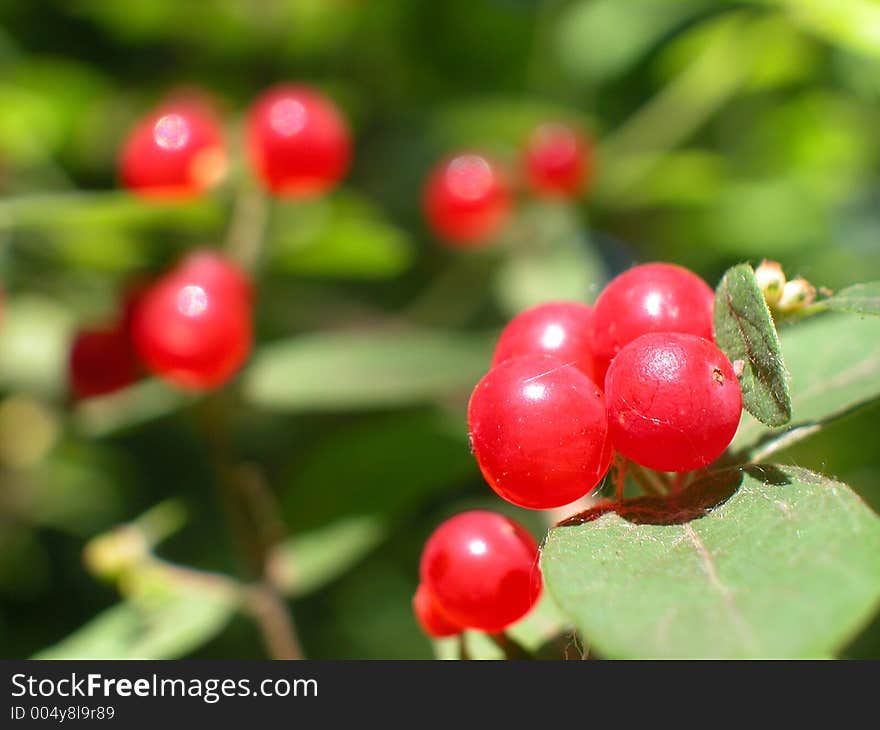 BERRIES