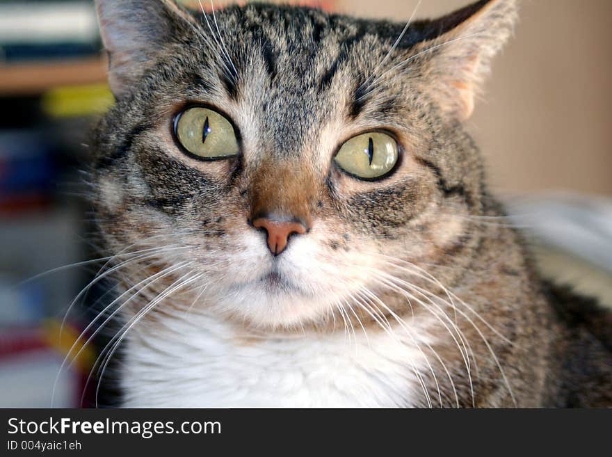 Portrait of mixed breed male black tiger cat. Portrait of mixed breed male black tiger cat.