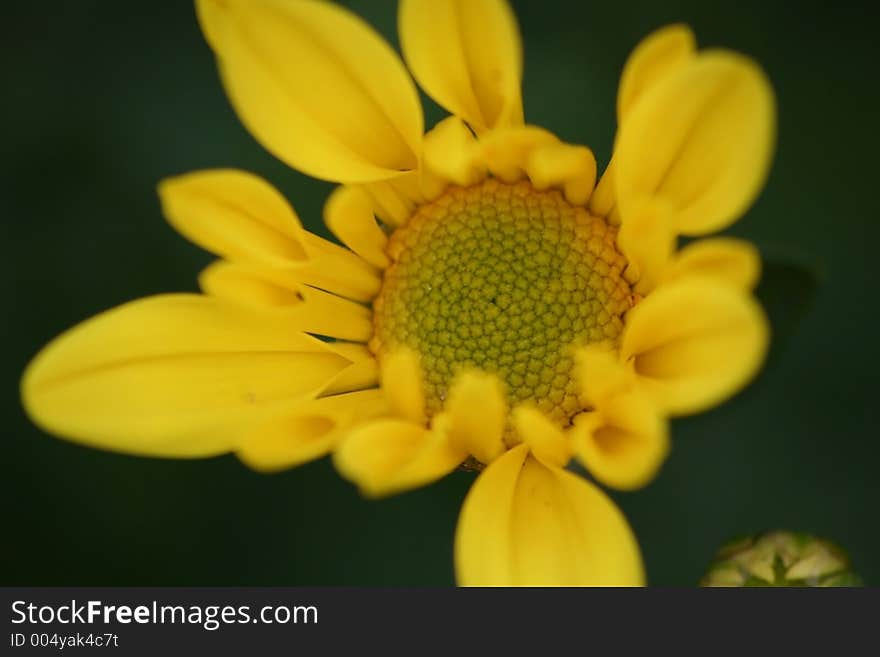 Top view of a blooming/opening yellow chrysanthemum in landscape format.