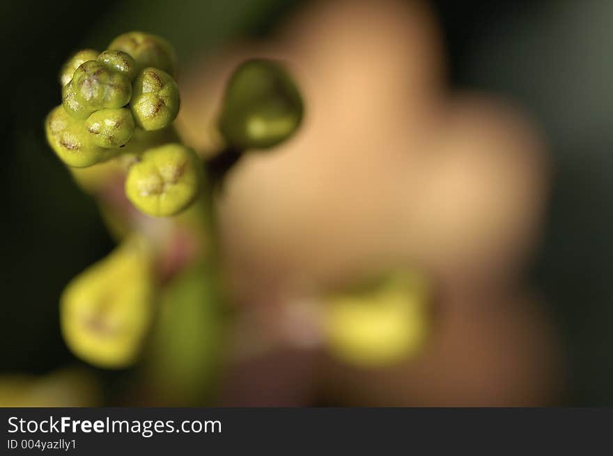 Orchid Bud