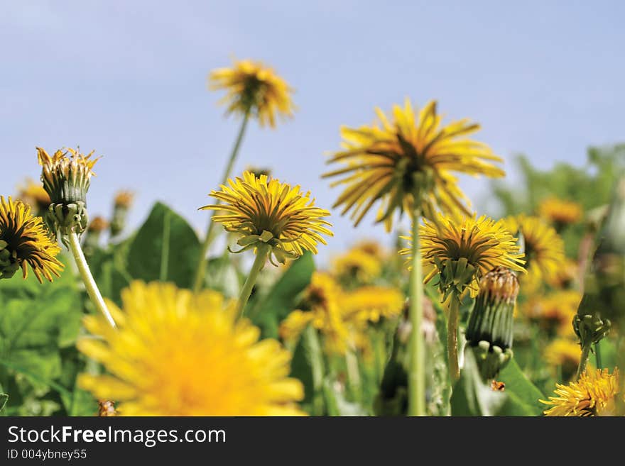 Yellow flowers and sky