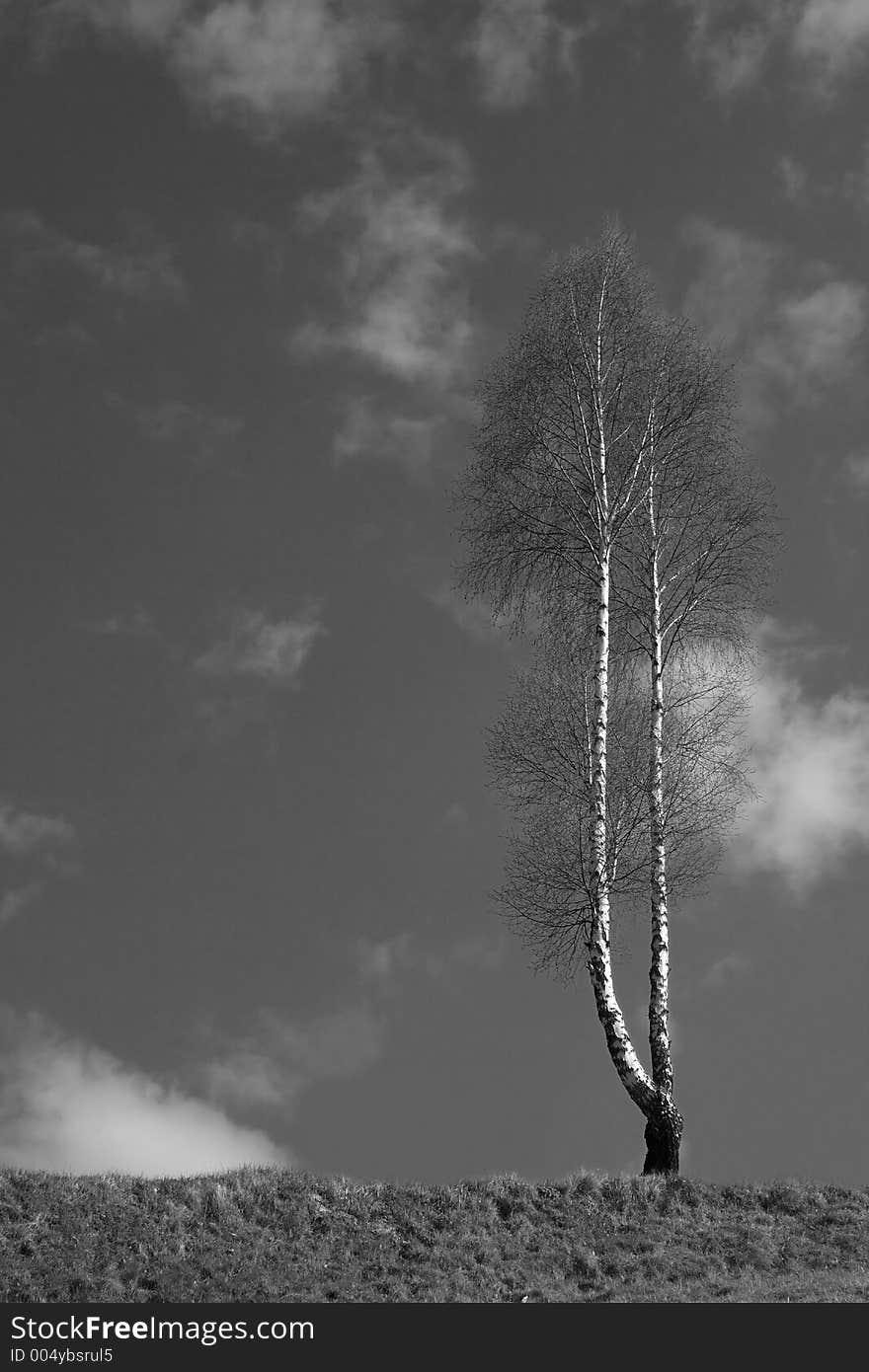 Birch Tree on the top oh the hill B&W