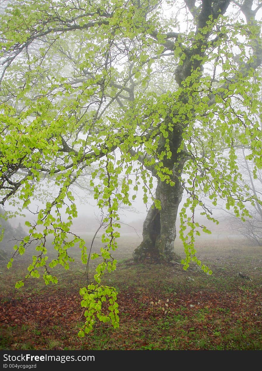 Sping landscape