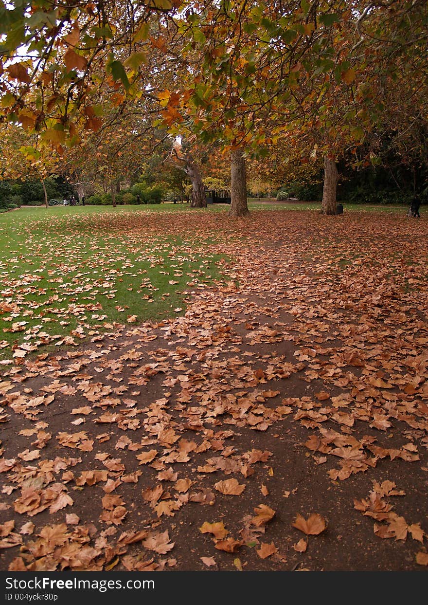 A lovely path filled with autumn leaves leading through to 2 very old large trees. A lovely path filled with autumn leaves leading through to 2 very old large trees.