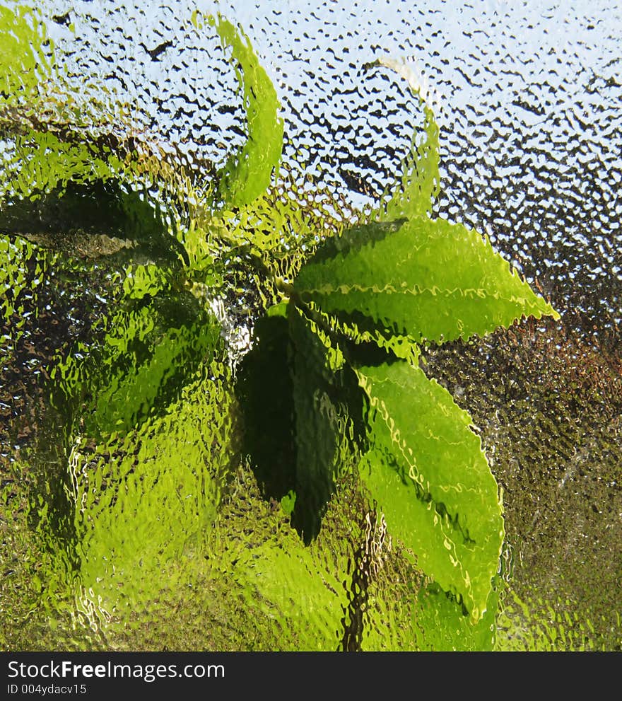 Backlit green leaves behind patterned glass window. Backlit green leaves behind patterned glass window