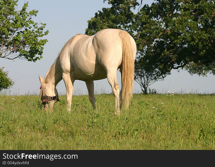 Cream colored perlino Quarter Horse mare wearing fly mask grazing on hill in green grass, summer pasture, trees in background, blue sky on horizon,afternoon sunlight. Cream colored perlino Quarter Horse mare wearing fly mask grazing on hill in green grass, summer pasture, trees in background, blue sky on horizon,afternoon sunlight