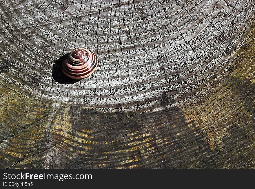 Snail on wooden background