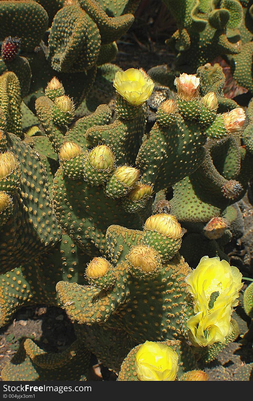 A wall of green cactus with yellow flowers, made in Huntington Library. A wall of green cactus with yellow flowers, made in Huntington Library