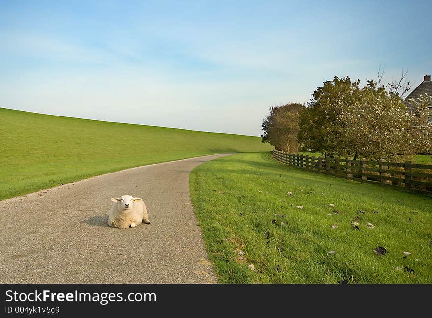 This sheep is taking it easy. This sheep is taking it easy