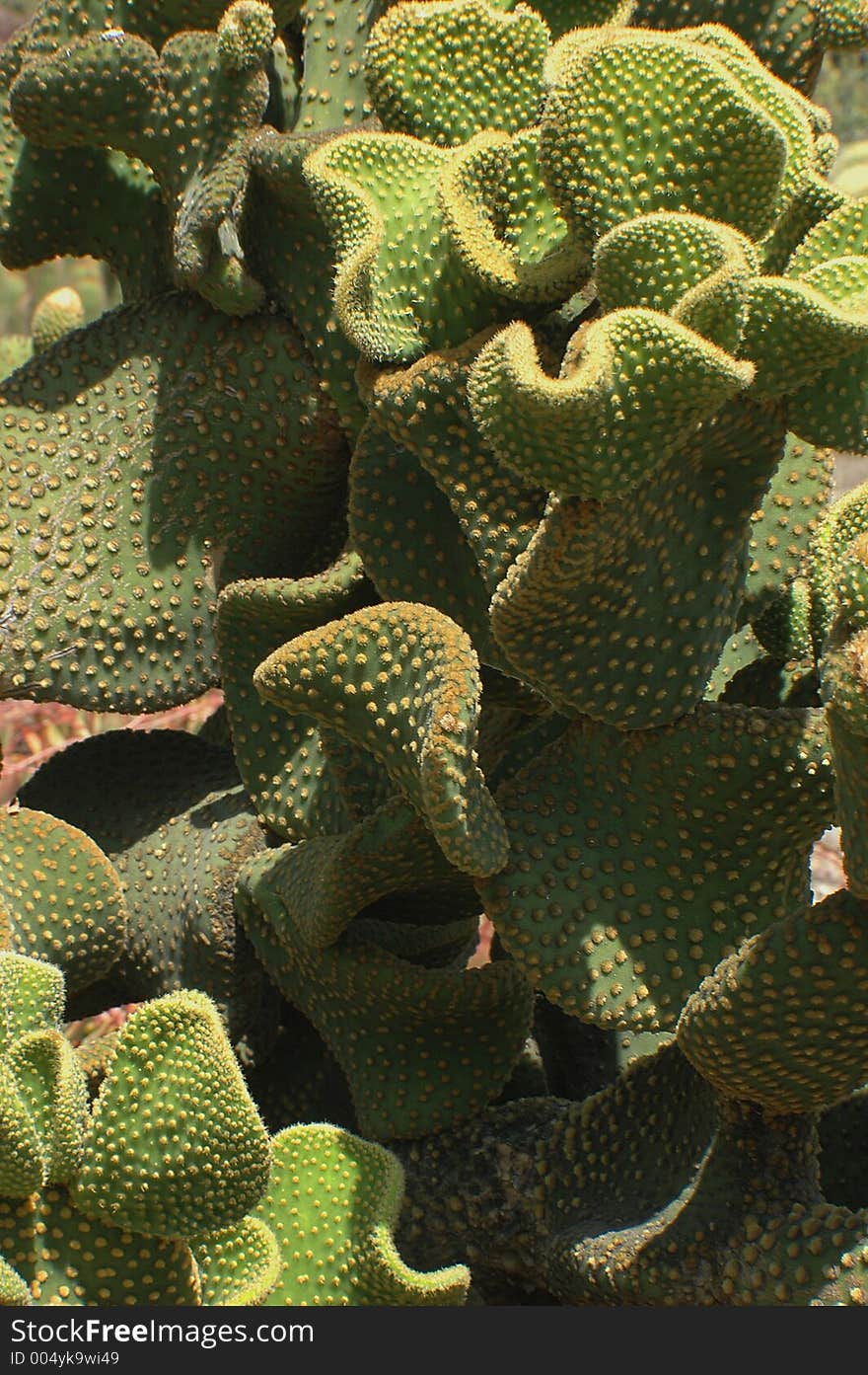 A wall of green cactuses with small needles, strange looking. A wall of green cactuses with small needles, strange looking