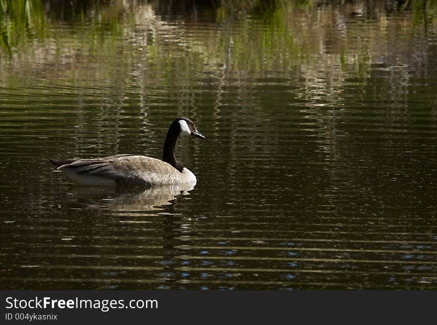 Canada Goose (Branta Canadensis) On Ripples