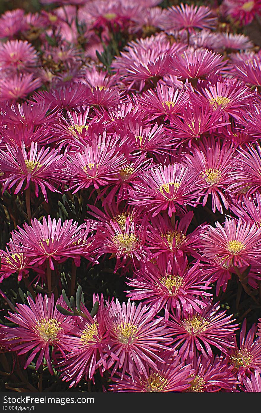 A lot of dark pink flowers with yellow middles , vertical photo made in Huntington Library. A lot of dark pink flowers with yellow middles , vertical photo made in Huntington Library