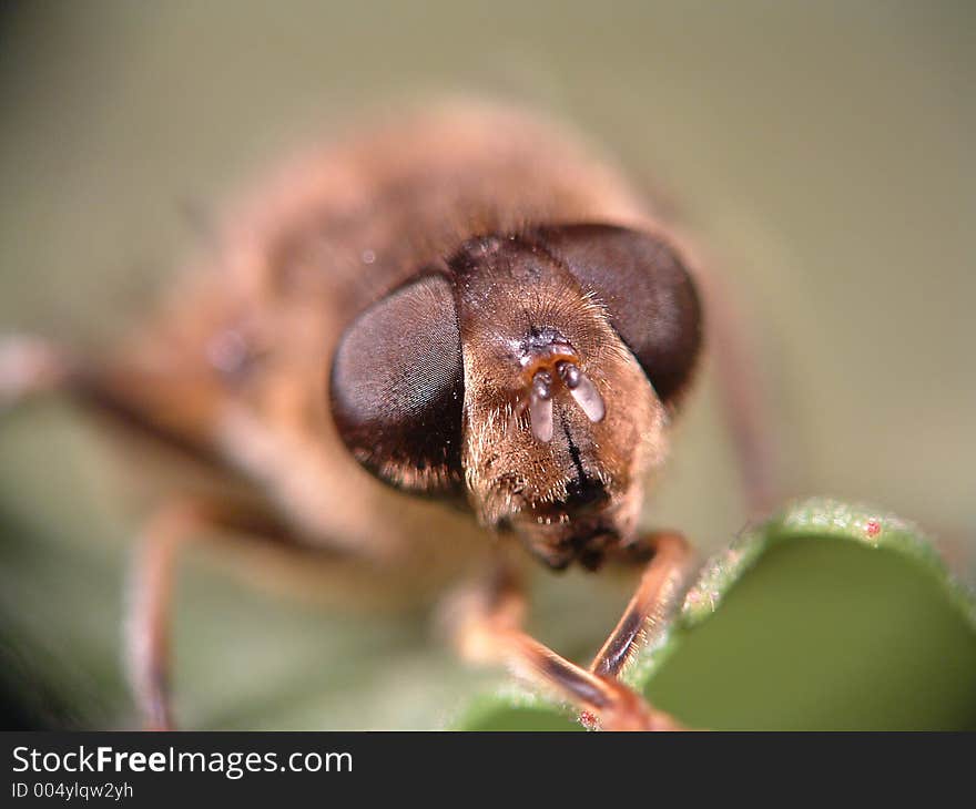 Fly close up