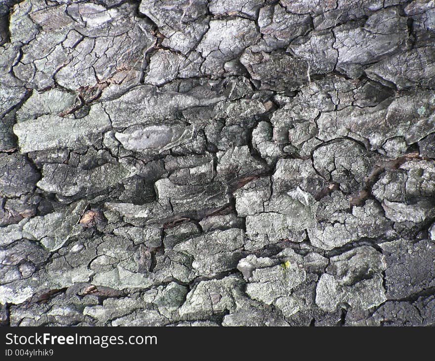 Texture Of Tree Bark