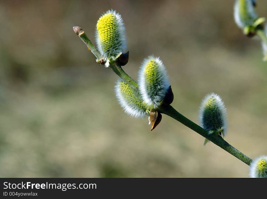 Blossoming Willow.