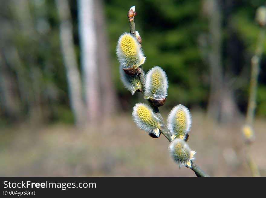 Blossoming Willow.