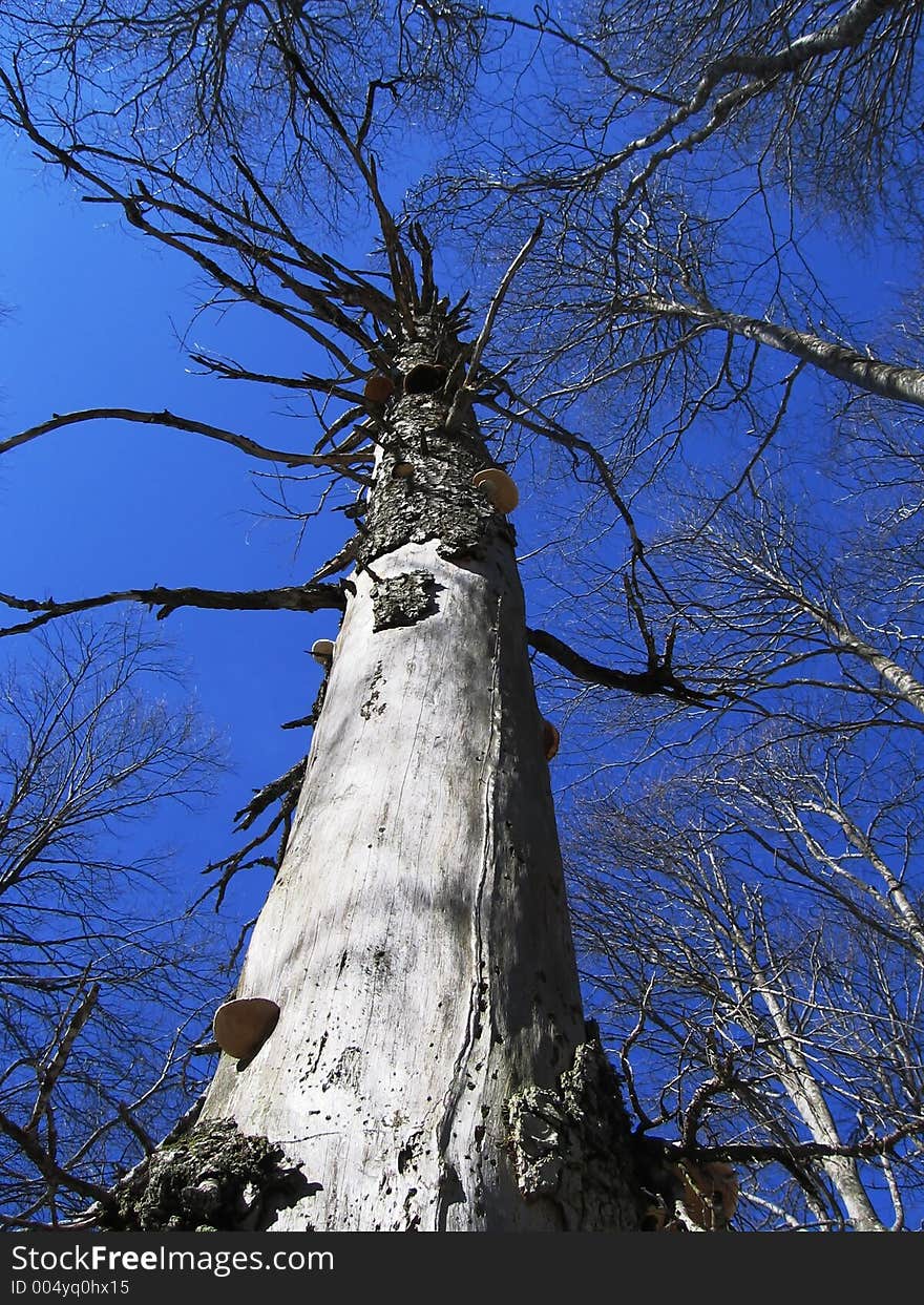 Old tree