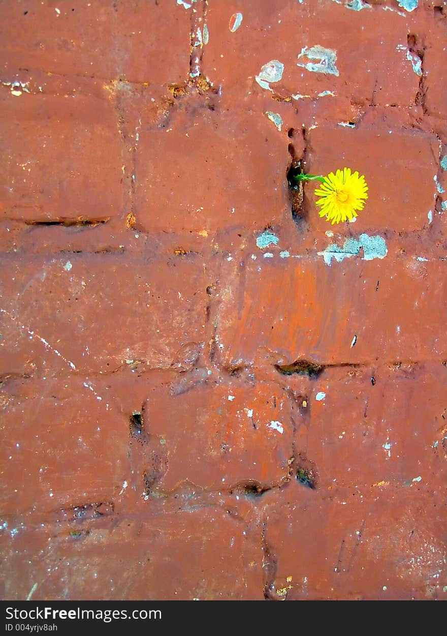 Flower on a wall. Flower on a wall