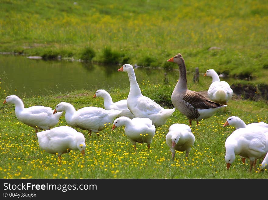 Goose in the open countryside