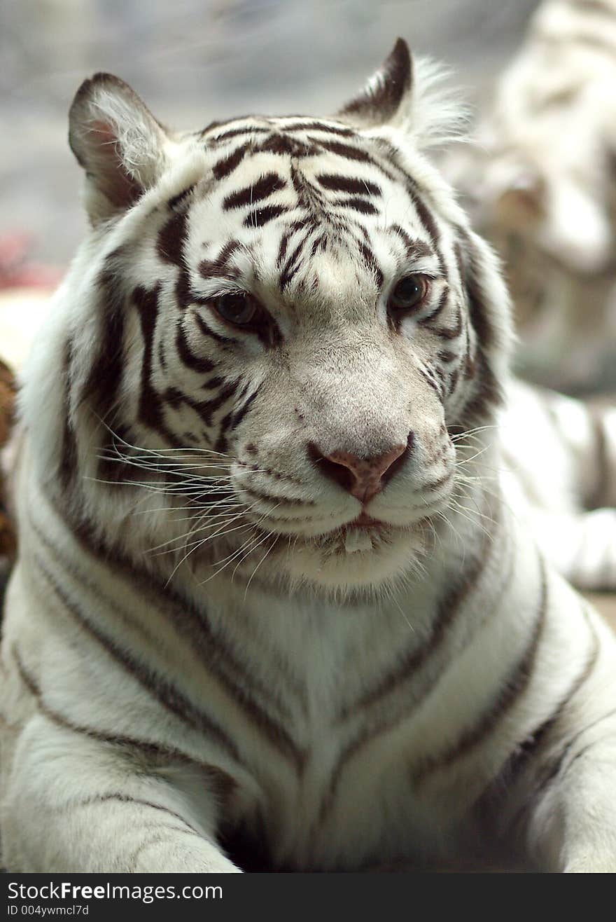 White Tigress