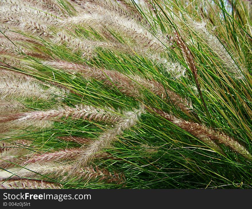 Native-grasses