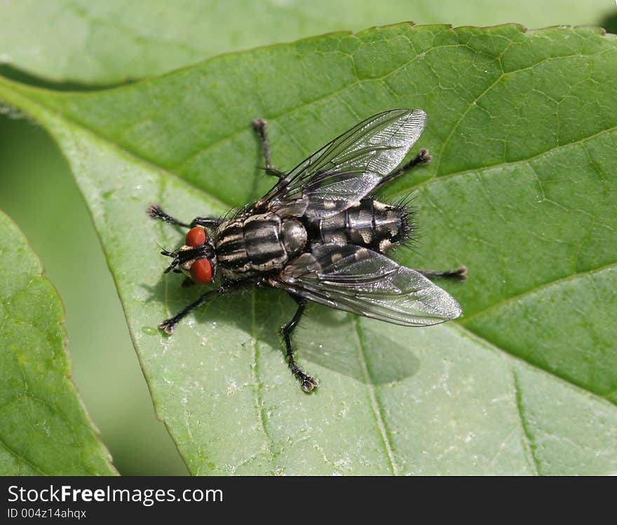 Fly On Leaf Close Up