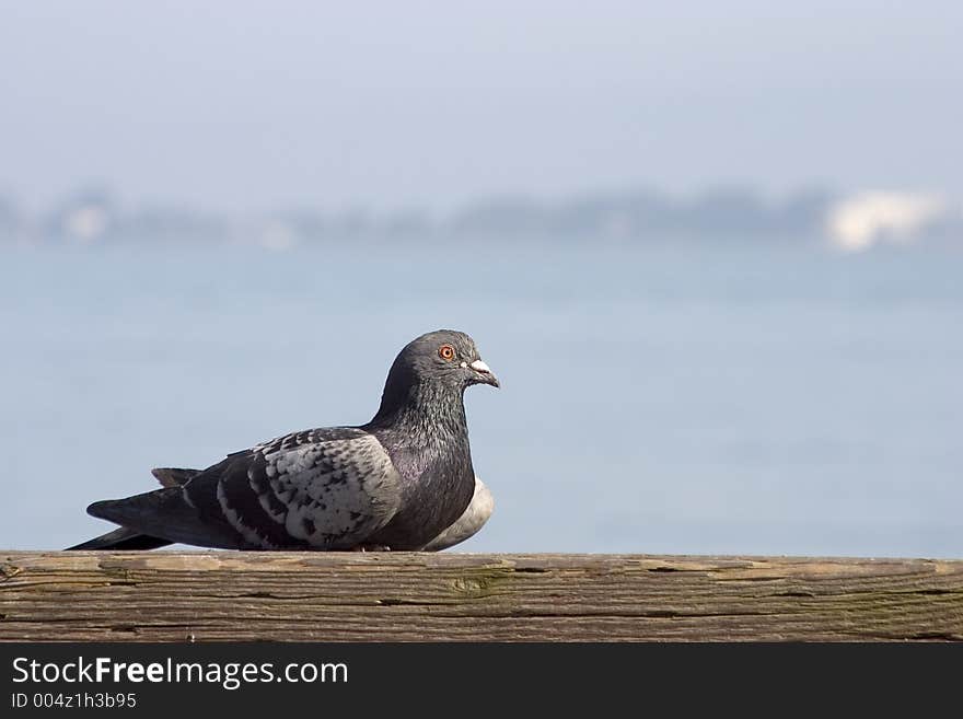 Relaxing Pigeon