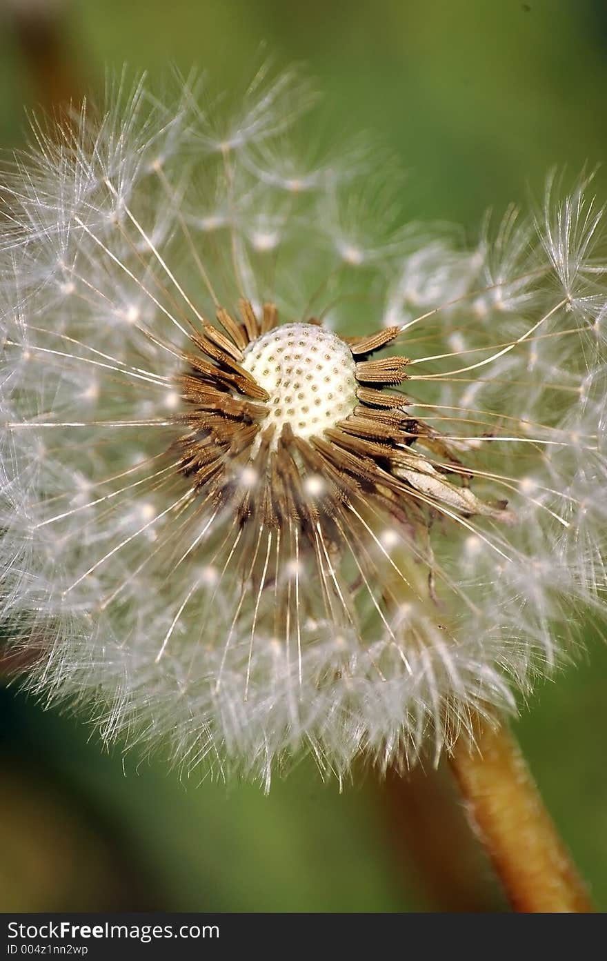 Dandelion, beautiful--close up. Dandelion, beautiful--close up