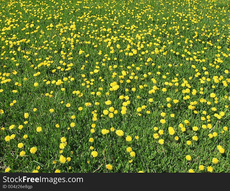 Yellow meadow