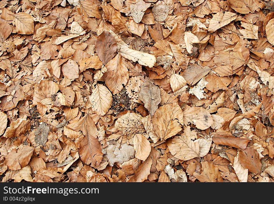 Leaf Background 2