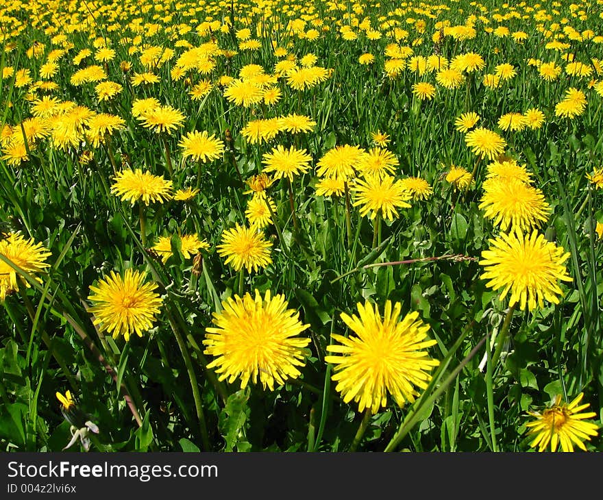 Yellow Flowers