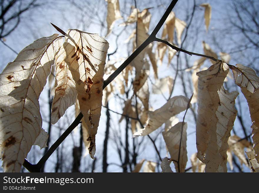 Leaves, backlit.